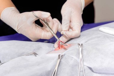 Bir hayvan hastalıklarıyla ilgili klinik bir kedi, bir kedi bir işletim masa üzerinde sterilizasyon