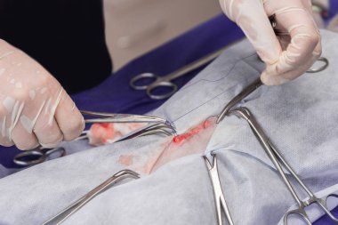 Bir hayvan hastalıklarıyla ilgili klinik bir kedi, bir kedi bir işletim masa üzerinde sterilizasyon