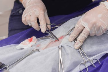 Bir hayvan hastalıklarıyla ilgili klinik bir kedi, bir kedi bir işletim masa üzerinde sterilizasyon