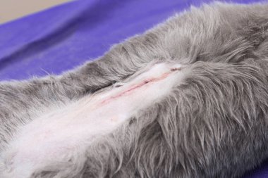 Bir hayvan hastalıklarıyla ilgili klinik bir kedi, bir kedi bir işletim masa üzerinde sterilizasyon