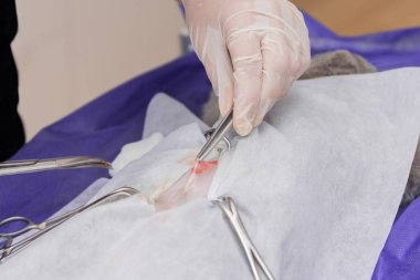 Bir hayvan hastalıklarıyla ilgili klinik bir kedi, bir kedi bir işletim masa üzerinde sterilizasyon