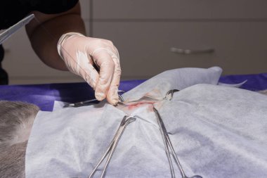 Bir hayvan hastalıklarıyla ilgili klinik bir kedi, bir kedi bir işletim masa üzerinde sterilizasyon