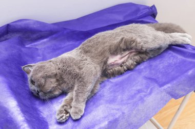 Kedi bir işletim masa üzerinde ameliyat öncesi anestezi altında.