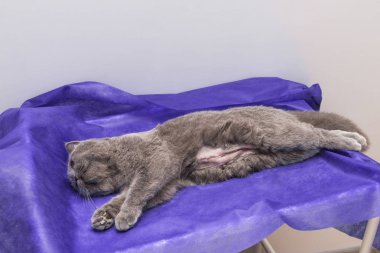 Kedi bir işletim masa üzerinde ameliyat öncesi anestezi altında.