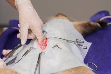 Bir hayvan hastalıklarıyla ilgili klinik bir kedi, bir kedi bir işletim masa üzerinde sterilizasyon