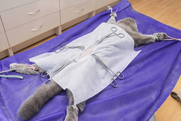 Стерилизация Кота Ветеринарной Клинике Кошка Операционном Столе — стоковое фото