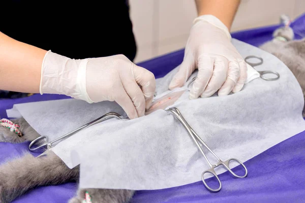Egy Állatorvosi Klinikán Egy Macska Macska Műtőasztal Sterilizálása — Stock Fotó