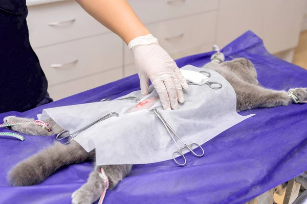 Esterilização Gato Uma Clínica Veterinária Gato Uma Mesa Cirúrgica — Fotografia de Stock