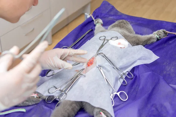 在兽医诊所对猫进行灭菌 在手术台上对猫进行灭菌 — 图库照片