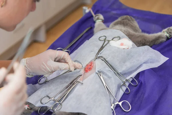 Sterilisation Einer Katze Einer Tierklinik Einer Katze Auf Dem Operationstisch — Stockfoto