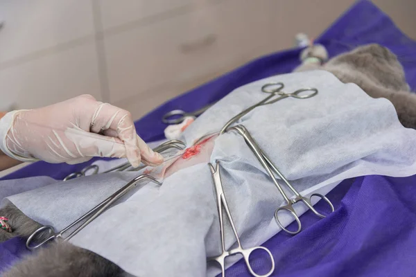 猫獣医クリニックで 手術台の上の猫の殺菌 — ストック写真