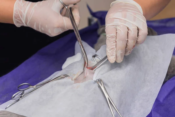 Esterilização Gato Uma Clínica Veterinária Gato Uma Mesa Cirúrgica — Fotografia de Stock