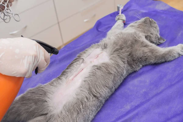 Sterilization of a cat in a veterinary clinic, a cat on an operating table