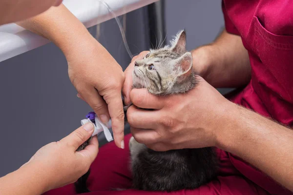 Veterinário Define Conta Gotas Para Animal — Fotografia de Stock