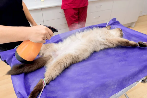 Стерилизация Кота Ветеринарной Клинике Кошка Операционном Столе — стоковое фото