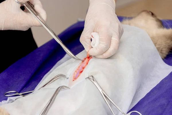 Bir hayvan hastalıklarıyla ilgili klinik bir kedi, bir kedi bir işletim masa üzerinde sterilizasyon