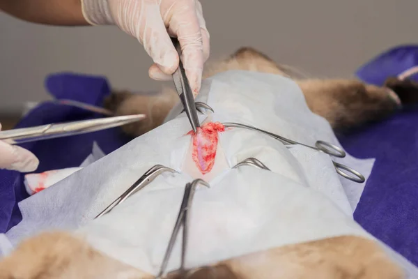 Bir hayvan hastalıklarıyla ilgili klinik bir kedi, bir kedi bir işletim masa üzerinde sterilizasyon