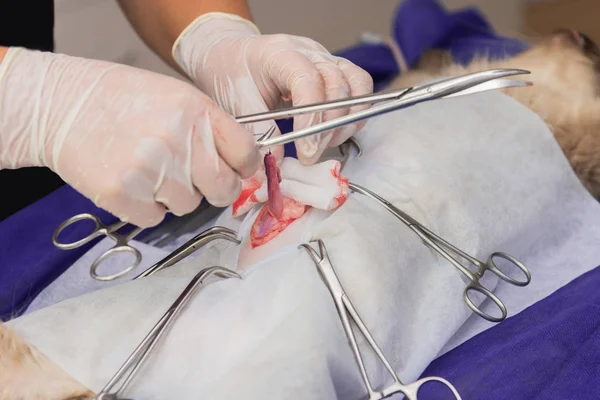 Sterilisation Einer Katze Einer Tierklinik Einer Katze Auf Dem Operationstisch — Stockfoto