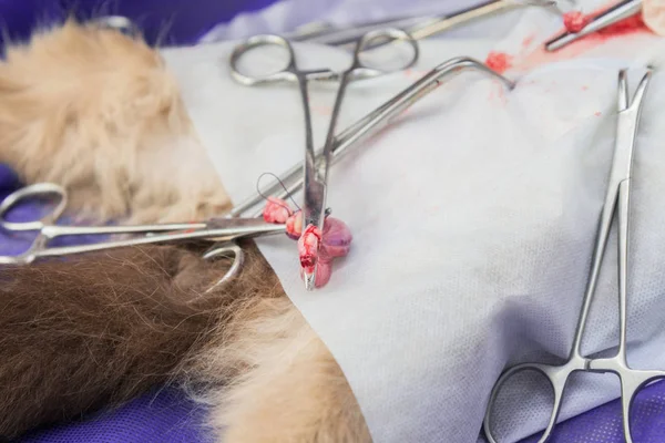 Egy Állatorvosi Klinikán Egy Macska Macska Műtőasztal Sterilizálása — Stock Fotó