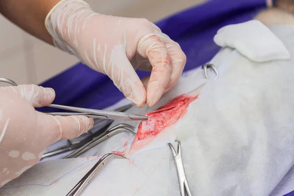 Esterilização Gato Uma Clínica Veterinária Gato Uma Mesa Cirúrgica — Fotografia de Stock