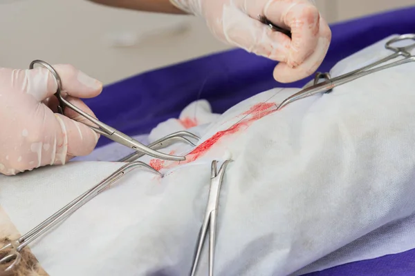 Esterilização Gato Uma Clínica Veterinária Gato Uma Mesa Cirúrgica — Fotografia de Stock