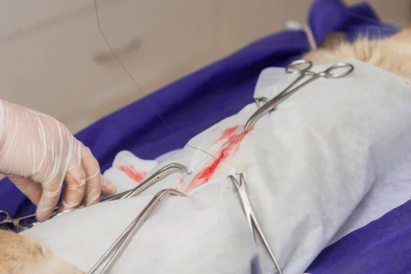 Sterilisation Einer Katze Einer Tierklinik Einer Katze Auf Dem Operationstisch — Stockfoto