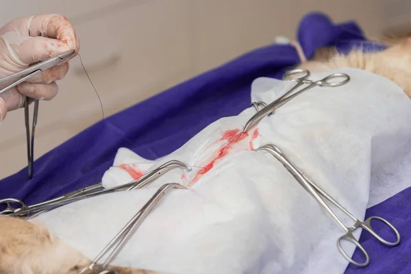 Bir hayvan hastalıklarıyla ilgili klinik bir kedi, bir kedi bir işletim masa üzerinde sterilizasyon