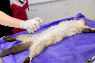 Bir hayvan hastalıklarıyla ilgili klinik bir kedi, bir kedi bir işletim masa üzerinde sterilizasyon