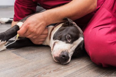 Veteriner yükler bir kateter ve bir IV için bir köpek bir Veteriner Kliniği.