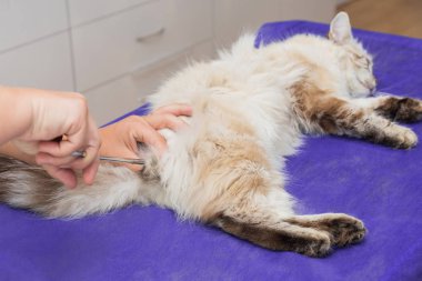 Bir veteriner veteriner kliniğinde bir kedi ile cerrahi aletler castrates.