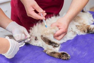 Bir veteriner veteriner kliniğinde bir kedi ile cerrahi aletler castrates.