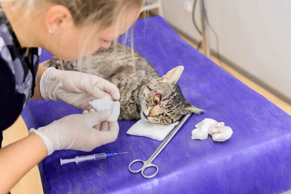 A veterinarian operates a cat's eye with surgical instruments