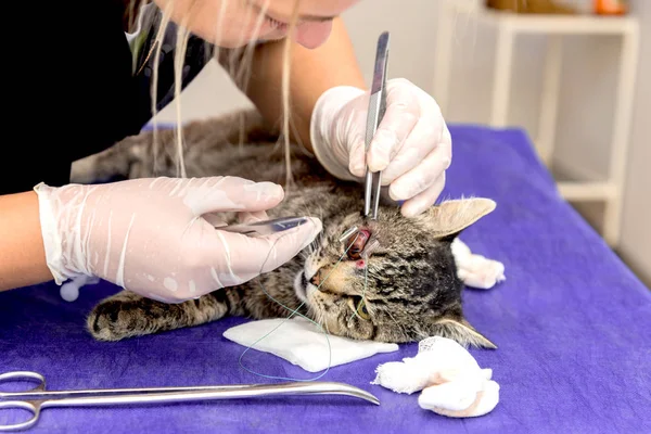 Egy Állatorvos Működik Macska Szeme Sebészeti Eszközök — Stock Fotó