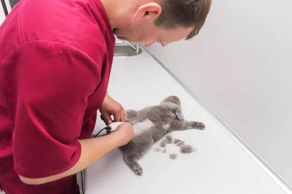 Veterinarian cuts cat hair with trimmer before surgery