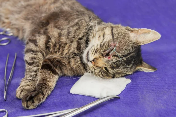 Veterinário Opera Olho Gato Com Instrumentos Cirúrgicos — Fotografia de Stock