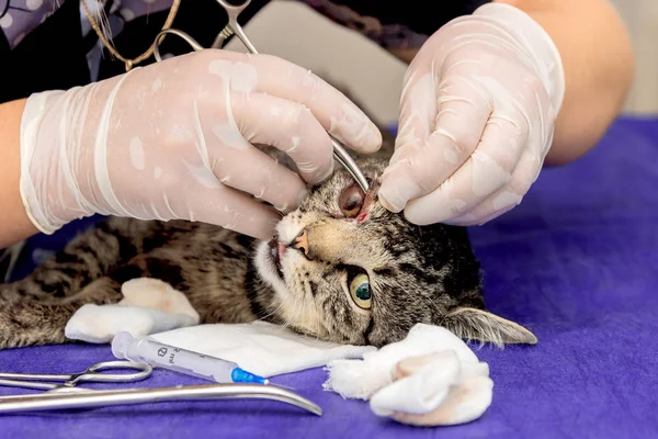 Veterinarian Operates Cat Eye Surgical Instruments Stock Image