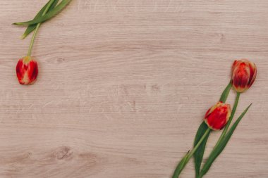 Ahşap arka plan üzerinde kırmızı lale. Lale kadınlar için. Yazıt için bir yer.