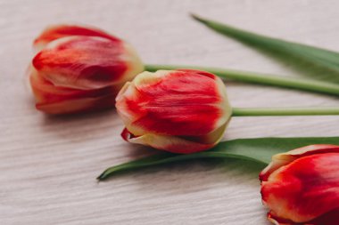 Ahşap arka plan üzerinde kırmızı lale. Lale kadınlar için. Yazıt için bir yer.