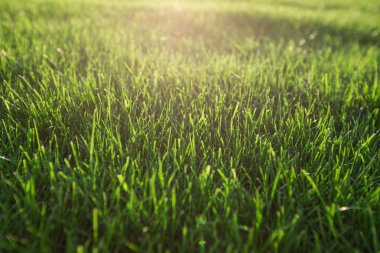 Yeşil çim arka plan doku. Yeşil çim doku arka plan. üstten görünüm.