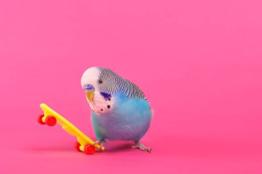 plastik oyuncak kaykay renk arka plan üzerinde gökyüzü mavi dalgalı papağan 