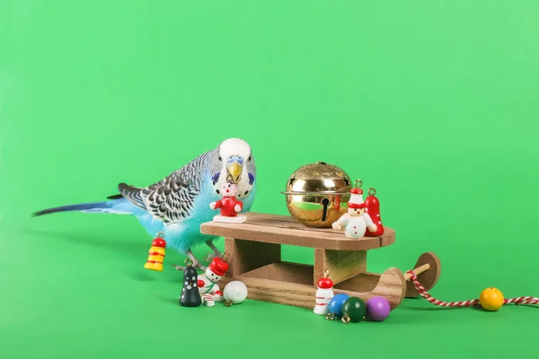 Céu Azul Papagaio Ondulado Com Brinquedo Plástico Fundo Cor Natal — Fotografia de Stock