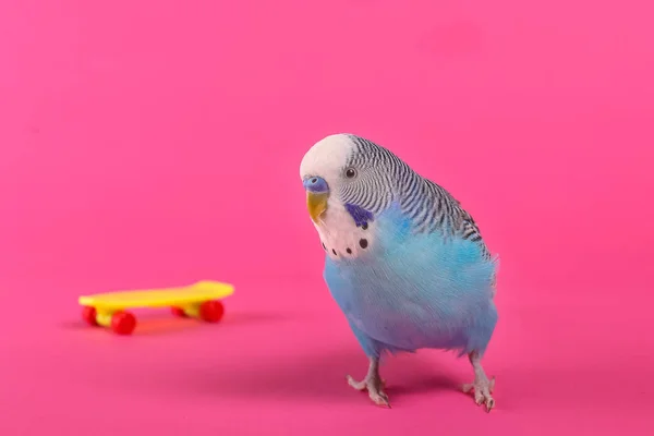 Cielo Azul Loro Ondulado Con Monopatín Juguete Plástico Sobre Fondo — Foto de Stock