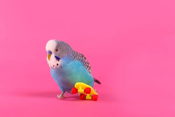 Niebo Niebieskie Faliste Papuga Deskorolki Plastikowe Zabawki Kolor Tła — Zdjęcie stockowe