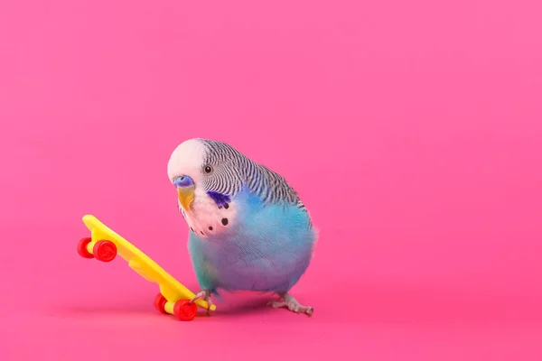 Sky Blue Wavy Parrot Plastic Toy Skateboard Color Background — Stock Photo, Image