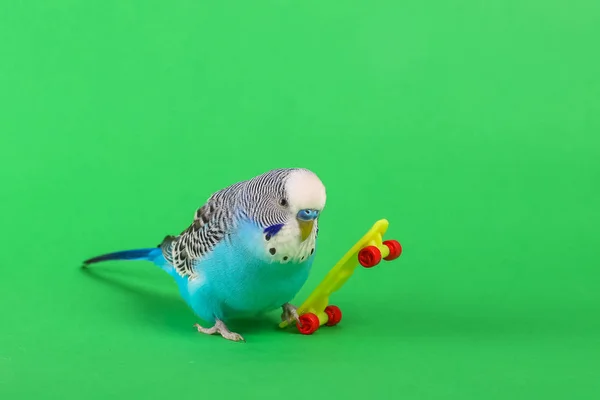 Himlen Blå Vågiga Papegoja Med Plast Leksak Skateboard Färgbakgrund — Stockfoto