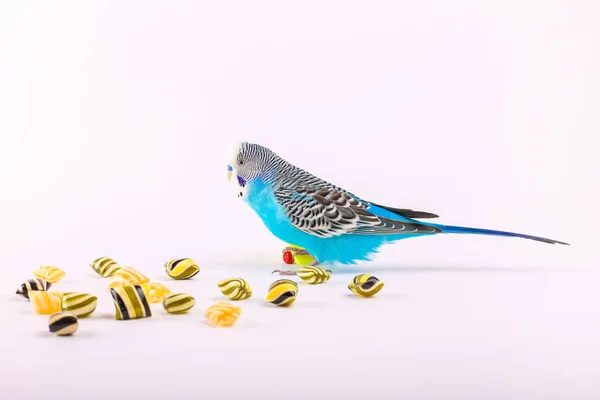 Niebo Niebieskie Faliste Papuga Deskorolki Plastikowe Zabawki Kolor Tła — Zdjęcie stockowe