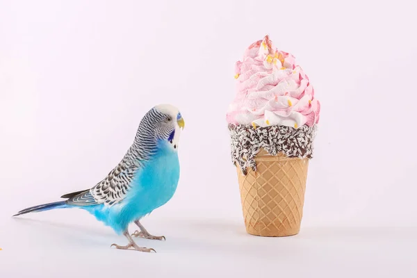 sky blue  wavy parrot with ice cream on color background