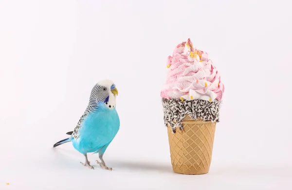dondurma renk arka plan üzerinde gökyüzü mavi dalgalı papağan 