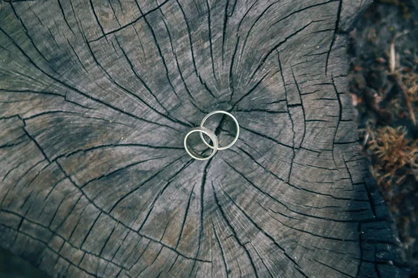 Обручальные Кольца Дереве — стоковое фото