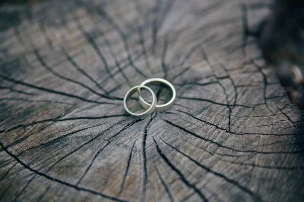 Anillos Boda Árbol — Foto de Stock